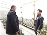 بازدید سرپرست فرمانداری شهرستان ملارد از گلخانه روستای اسفند آباد