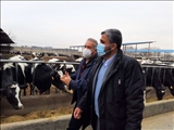 بازدید سرپرست فرمانداری شهرستان ملارد از یک واحد مجتمع گاوداری شیری صنعتی در بخش ملارد 