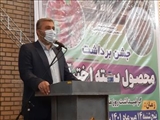 ۱۰۰۰ هکتار از باغات شهرستان ملارد زیر کشت پسته قراردارد