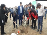 کاشت ۳ هزار اصله نهال همزمان با هفته درختکاری در ملارد