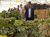 بازدید سرپرست فرمانداری ملارد از یک گلخانه در روستای خوشنام