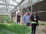 بازدید فرماندار و مسئولان قضائی از گلخانه گل و گیاه زینتی در صفادشت