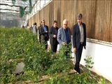 بررسی میدانی مشکلات مجتمع گلخانه‌ای دهک صفادشت با حضور فرماندار ملارد