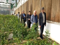 بررسی میدانی مشکلات مجتمع گلخانه‌ای دهک صفادشت با حضور فرماندار ملارد