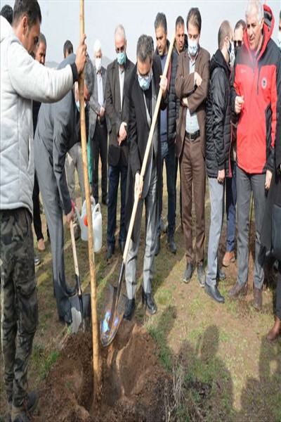 ادامه اجرای طرح جنگلکاری 50 هکتاری