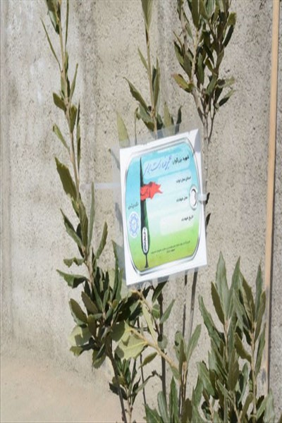 آئین کاشت نهال بیاد شهدای شهر ملارد