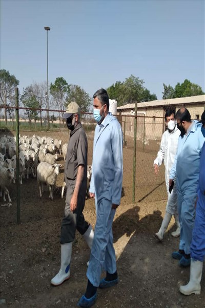 بازدید فرماندار ملارد از طرح های