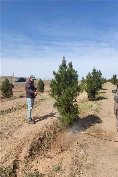 عملیات سم پاشی درختان قپچاق انجام