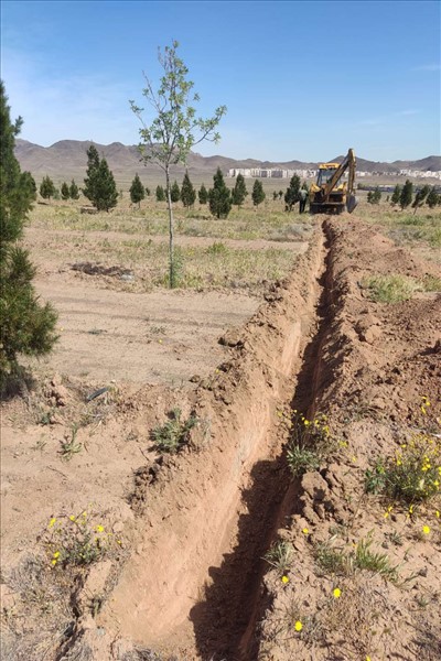 عملیات سم پاشی درختان قپچاق انجام