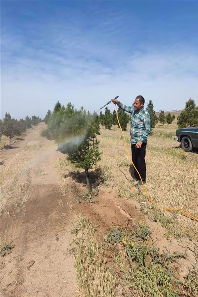 عملیات سم پاشی درختان قپچاق انجام