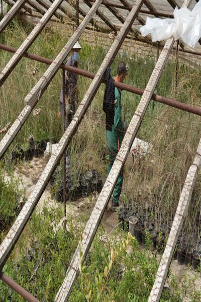 شهردار ملارد از گلخانه بخش تکثیر