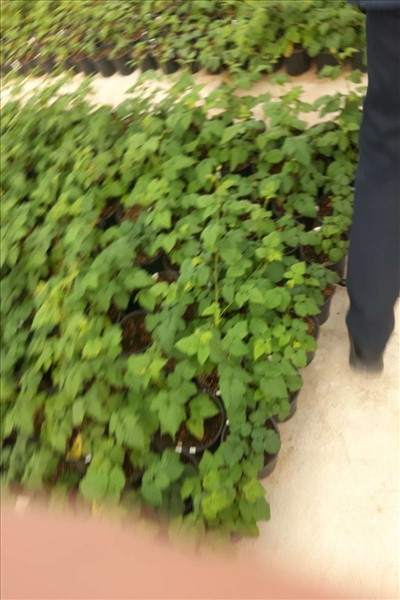 بازدید معاون استاندار تهران از