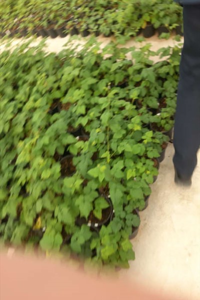 بازدید معاون استاندار تهران از